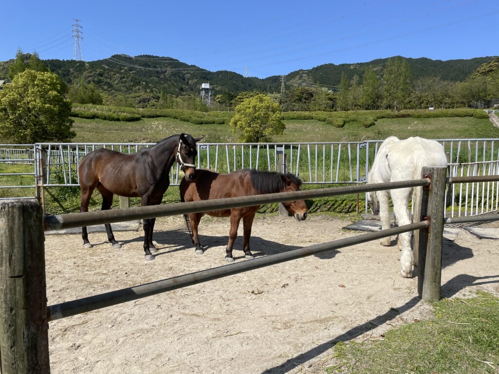 もーもーランドのエサやり体験画像